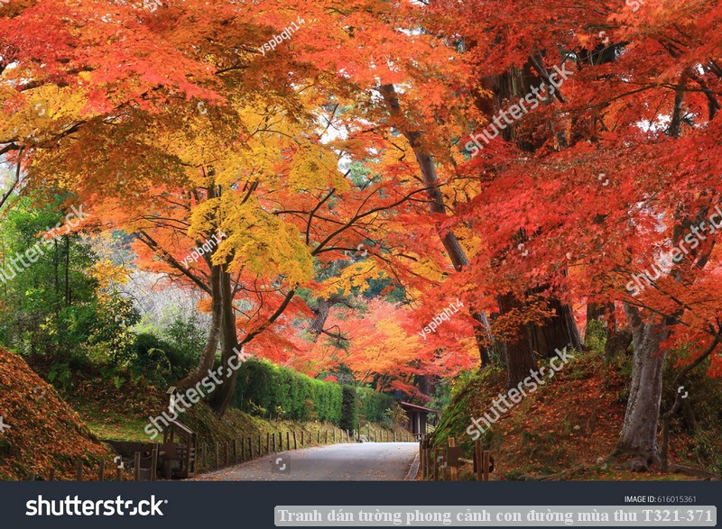 Tranh dán tường phong cảnh con đường mùa thu T321-371